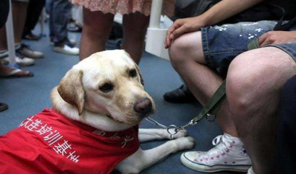 海南一超市為什么拒絕盲人帶導(dǎo)盲犬購物 導(dǎo)盲犬能不能進室內(nèi)公共場所 海南一超市為什么拒絕盲人帶導(dǎo)盲犬購物 導(dǎo)盲犬能不能進室內(nèi)公共場所