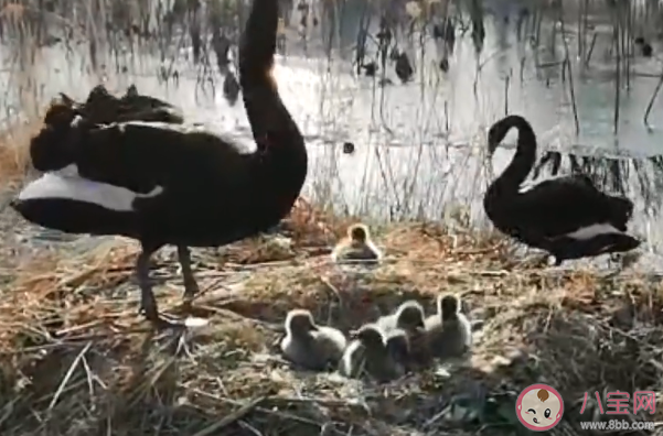 黑天鵝感染的禽流感會不會傳給人 黑天鵝禽流感的傳播途徑是什么