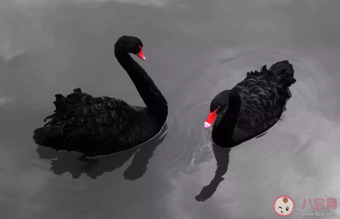 黑天鵝感染的禽流感會不會傳給人 黑天鵝禽流感的傳播途徑是什么