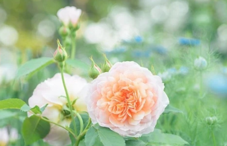 還沒結(jié)婚去男朋友家過年好嗎 去男朋友家過年合適嗎 還沒結(jié)婚去男朋友家過年好嗎 去男朋友家過年合適嗎