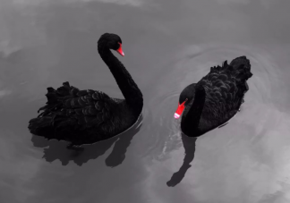 黑天鵝感染的禽流感會(huì)不會(huì)傳給人 黑天鵝禽流感的傳播途徑是什么