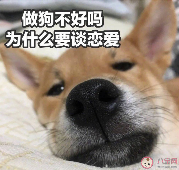 單身生活會(huì)孤獨(dú)嗎 如果過(guò)好單身生活的日子