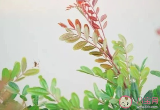 稱得上人間絕句的詩(shī)詞有哪些 被譽(yù)為人間絕句的詩(shī)詞大全 稱得上人間絕句的詩(shī)詞有哪些 被譽(yù)為人間絕句的詩(shī)詞大全