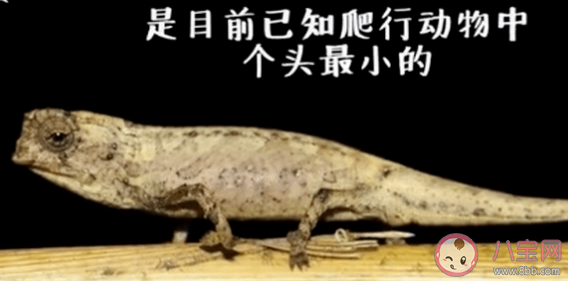 地球最小爬行動物是怎樣的 最小爬行動物有多大