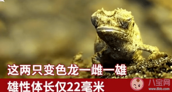 地球最小爬行動物是怎樣的 最小爬行動物有多大 地球最小爬行動物是怎樣的 最小爬行動物有多大