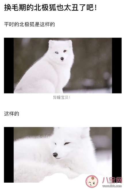 北極狐遇上換毛期是怎樣的 ?北極狐換毛期是什么時候