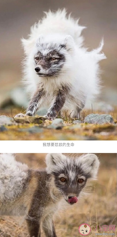 北極狐遇上換毛期是怎樣的 ?北極狐換毛期是什么時候