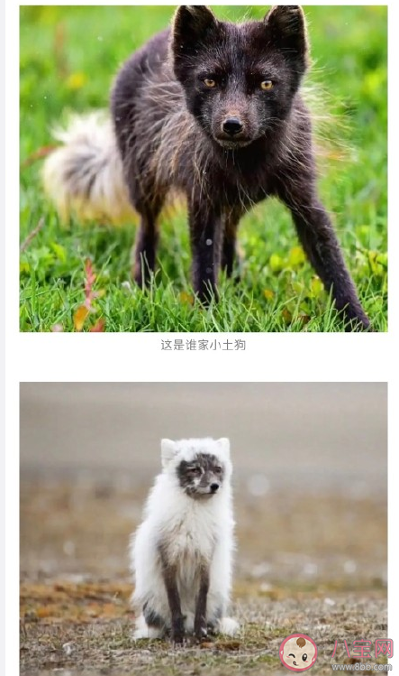 北極狐遇上換毛期是怎樣的 ?北極狐換毛期是什么時候