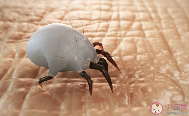 家里螨蟲滋生最多的地方通常是哪里 螞蟻莊園小課堂2月8日答案最新