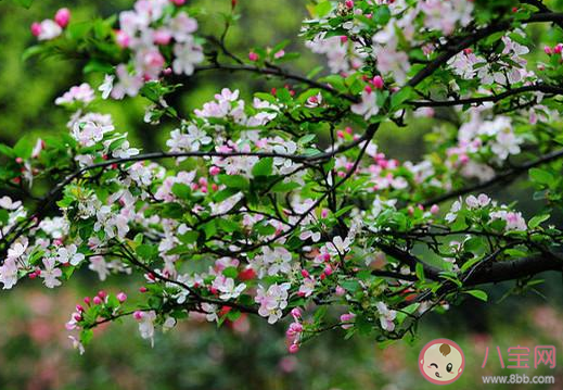 天街小雨潤如酥草色遙看近卻無描寫的時令是 支付寶螞蟻莊園19日問題 天街小雨潤如酥草色遙看近卻無描寫的時令是 支付寶螞蟻莊園19日問題