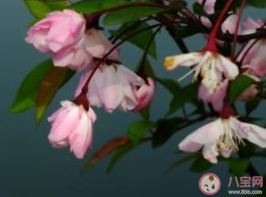 天街小雨潤如酥草色遙看近卻無描寫的時令是 支付寶螞蟻莊園19日問題 天街小雨潤如酥草色遙看近卻無描寫的時令是 支付寶螞蟻莊園19日問題