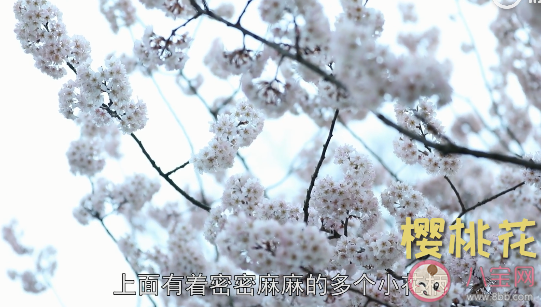 櫻花和櫻桃花是同一種花嗎 櫻花和櫻桃花具體區別是什么