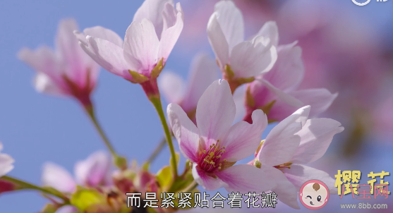 櫻花和櫻桃花是同一種花嗎 櫻花和櫻桃花具體區別是什么