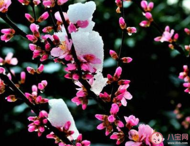 2021會有倒春寒嗎 倒春寒天氣一般發生在什么時候 2021會有倒春寒嗎 倒春寒天氣一般發生在什么時候