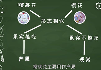 櫻花和櫻桃花是同一種花嗎 櫻花和櫻桃花具體區(qū)別是什么