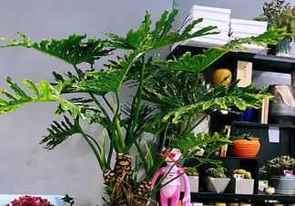 家里有寶寶不適合養哪些植物 家里有小寶寶可以養花嗎