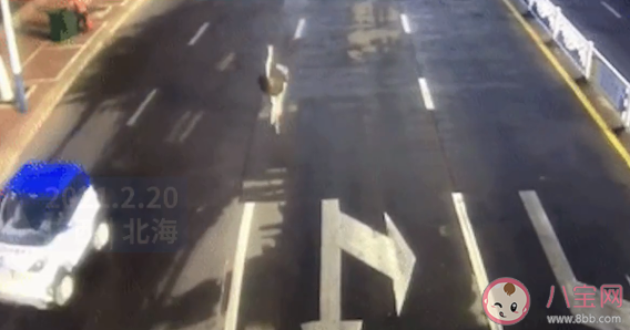 鴕鳥趁主人不注意逃上街頭狂奔是怎么回事 養鴕鳥要注意些什么