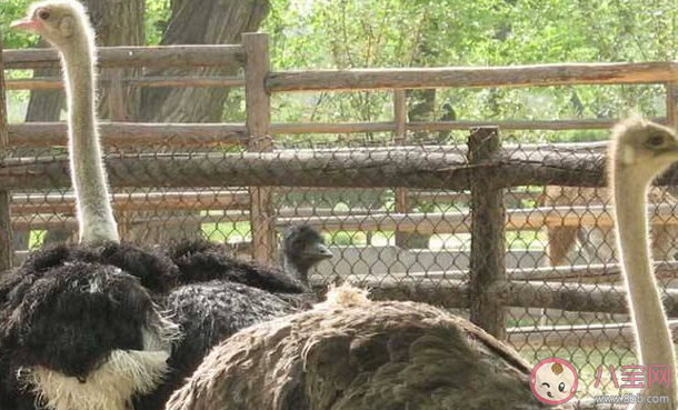 鴕鳥趁主人不注意逃上街頭狂奔是怎么回事 養鴕鳥要注意些什么