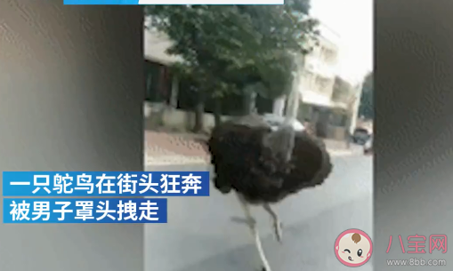 鴕鳥趁主人不注意逃上街頭狂奔是怎么回事 養鴕鳥要注意些什么