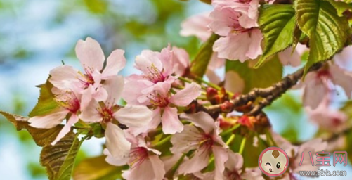 2021天氣回暖注意事項(xiàng) 春季養(yǎng)生小技巧