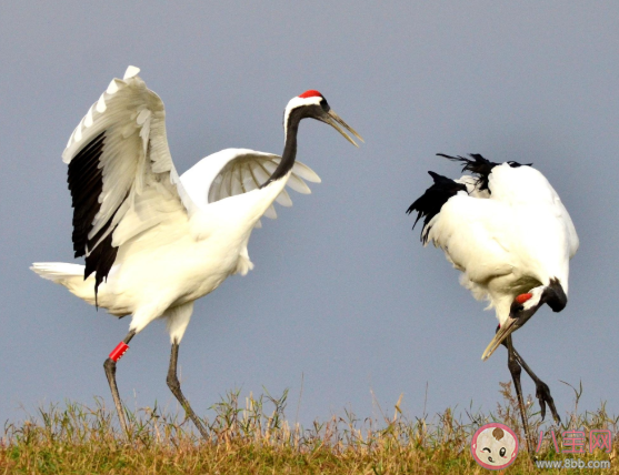 丹頂鶴是禿頭嗎 丹頂鶴頭上的紅色不是羽毛是什么 丹頂鶴是禿頭嗎 丹頂鶴頭上的紅色不是羽毛是什么