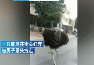 鴕鳥趁主人不注意逃上街頭狂奔是怎么回事 養(yǎng)鴕鳥要注意些什么