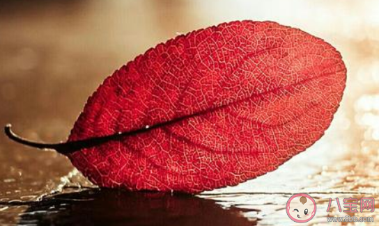 常用語不分青紅皂白中皂是指什么顏色 螞蟻莊園2月24日答案 常用語不分青紅皂白中皂是指什么顏色 螞蟻莊園2月24日答案