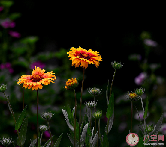 有哪些有意思的藏頭詩文案 發(fā)朋友圈的有趣藏頭詩句子