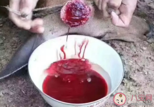 鹿茸血酒可以提高免疫預(yù)防心血管疾病是真的嗎 鹿茸血酒要如何保存