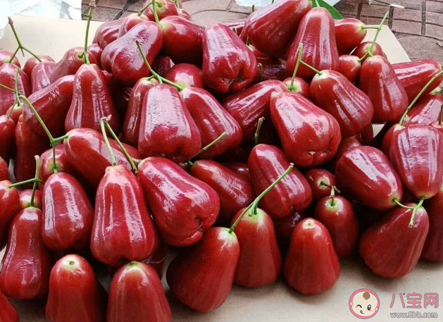 蓮霧是什么味道的 蓮霧是熱性還是寒性水果