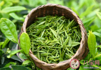 并沒有專門的綠茶樹紅茶樹嗎 紅茶和綠茶一般是用什么茶樹 并沒有專門的綠茶樹紅茶樹嗎 紅茶和綠茶一般是用什么茶樹