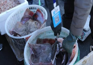 老板魚和辣子魚有什么區別 老板魚是屬于河里還是海里