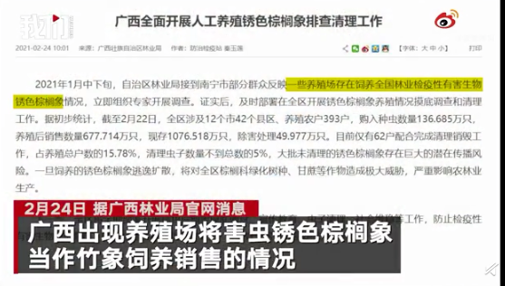 養殖戶將入侵害蟲當竹象飼養是怎么回事 銹色棕櫚象有什么危害