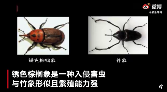 養殖戶將入侵害蟲當竹象飼養是怎么回事 銹色棕櫚象有什么危害