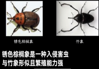 養殖戶將入侵害蟲當竹象飼養是怎么回事 銹色棕櫚象有什么危害