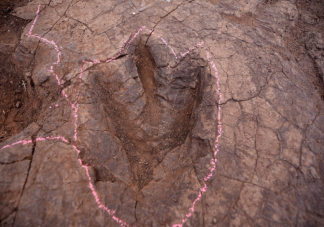 找到神奇恐龍一共分幾步 恐龍足跡是怎么形成的