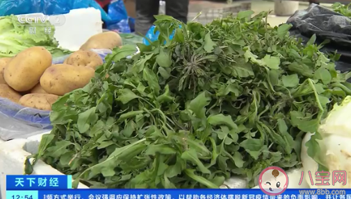 上海香椿賣到90元一斤是怎么回事 春菜指的是哪些蔬菜 上海香椿賣到90元一斤是怎么回事 春菜指的是哪些蔬菜