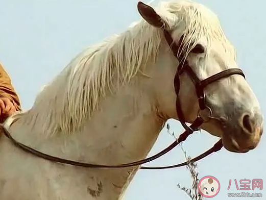 的盧馬的主人是誰 螞蟻莊園3月2日答案