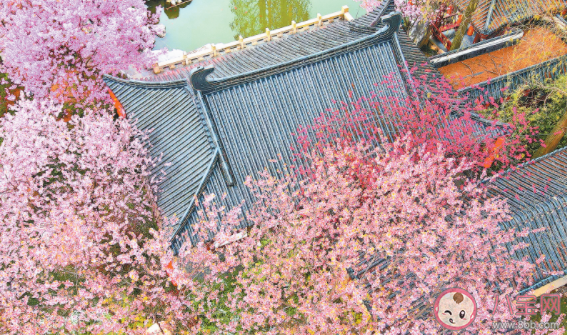 2021武大發布賞櫻時間 武大櫻花預報出爐