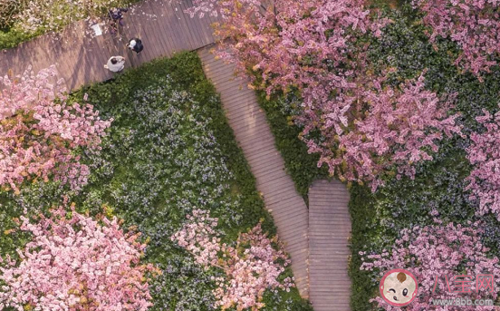 2021武漢賞櫻時間地點匯總 除了武大還可以去哪看櫻花