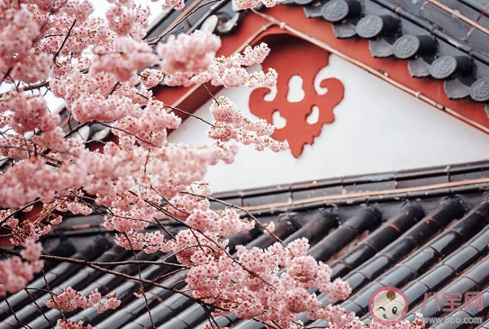 2021武漢賞櫻時間地點匯總 除了武大還可以去哪看櫻花