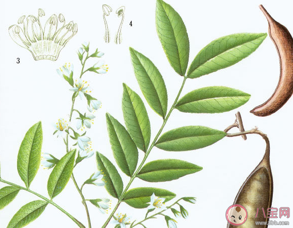 古人最常用哪種植物洗頭發 螞蟻莊園3月3日答案