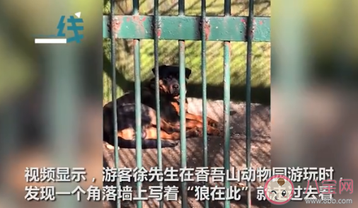 湖北一動物園以狗充狼是怎么回事 哪類狗狗長得最像狼