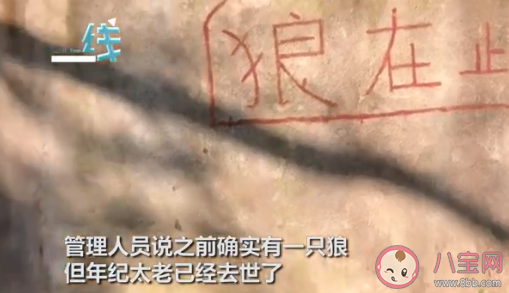 湖北一動物園以狗充狼是怎么回事 哪類狗狗長得最像狼