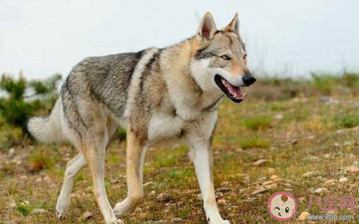 湖北一動物園以狗充狼是怎么回事 哪類狗狗長得最像狼