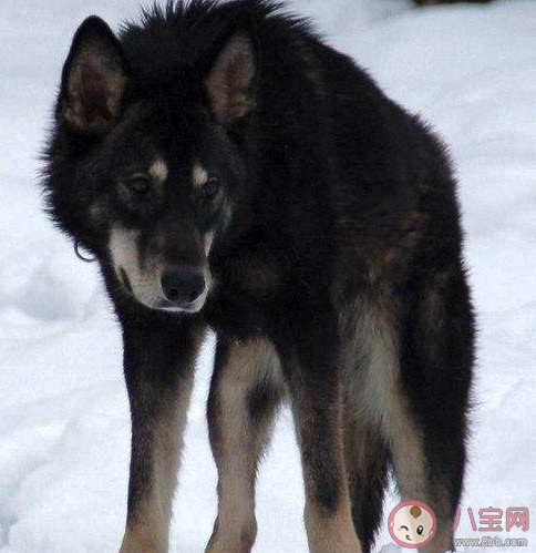 湖北一動物園以狗充狼是怎么回事 哪類狗狗長得最像狼
