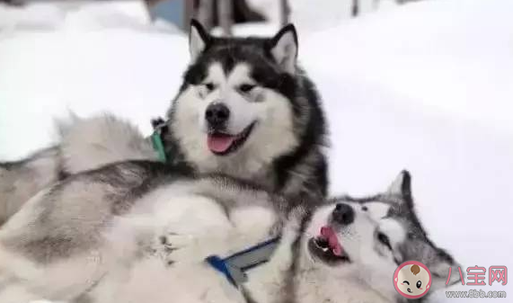 湖北一動物園以狗充狼是怎么回事 哪類狗狗長得最像狼