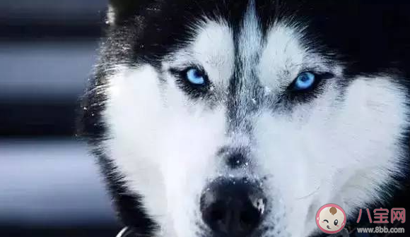 湖北一動物園以狗充狼是怎么回事 哪類狗狗長得最像狼