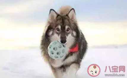 湖北一動物園以狗充狼是怎么回事 哪類狗狗長得最像狼