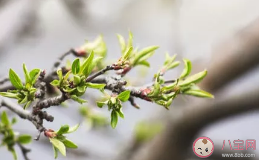春天最有生活感的瞬間有哪些 有儀式感的事情盤點